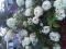 Гортензии. Фото 4.