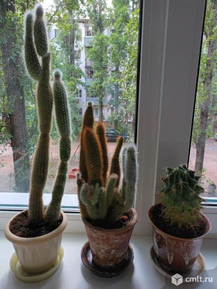 Кактусы. Фото 1.