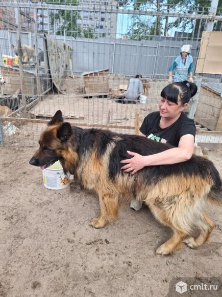 Отдам в добрые заботливые руки отличного мальчика. Фото 1.