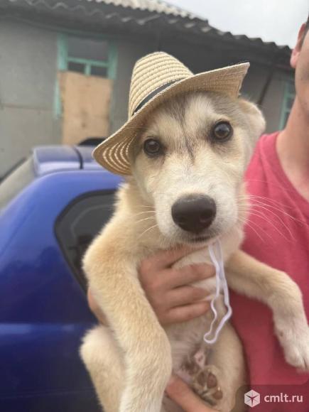 Щенок Лаки в добрые руки. Фото 1.