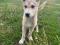 Щенок Лаки в добрые руки. Фото 2.