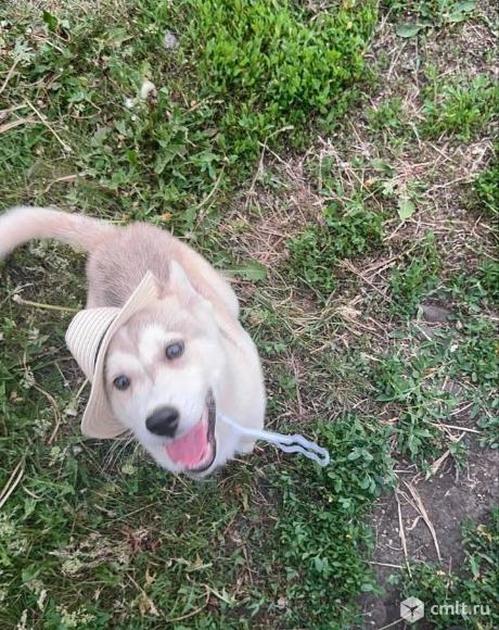 Щенок Лаки в добрые руки. Фото 4.