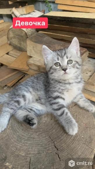 Котята девочки ищут дом. Фото 1.