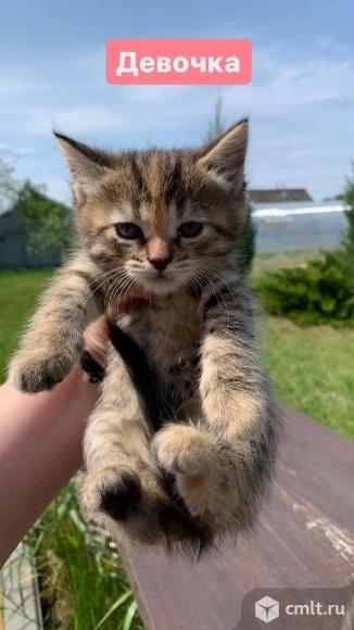 Котята девочки ищут дом. Фото 3.