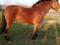 Лошадь. Фото 2.