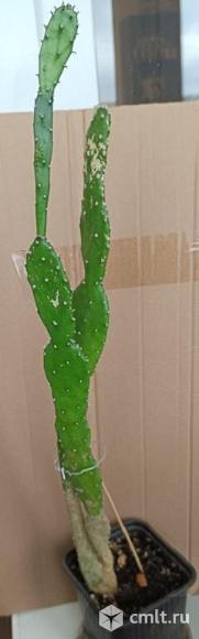 Продам опунцию. Фото 1.