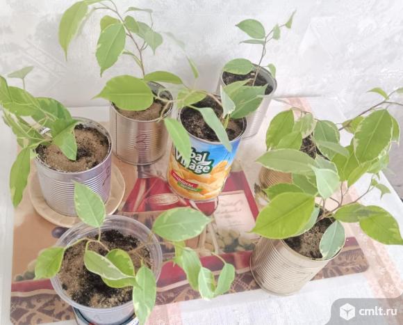 Продам фикус Бенджамина. Фото 1.