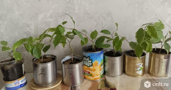 Продам фикус Бенджамина. Фото 2.