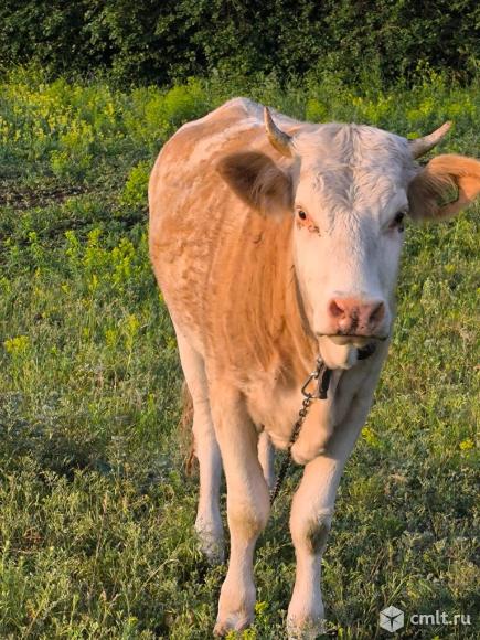 Продам телочку. Фото 3.