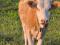 Продам телочку. Фото 3.