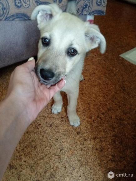 Щенок Мишка ищет дом. Фото 1.