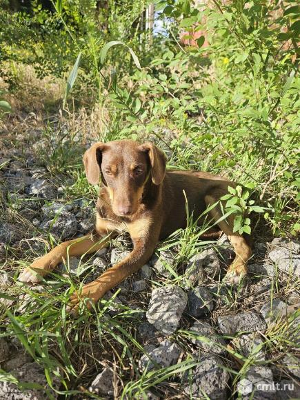 Щенкам нужен дом. Фото 1.