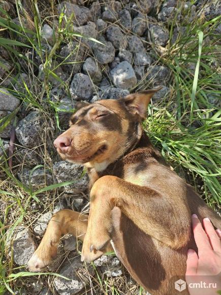 Щенкам нужен дом. Фото 4.