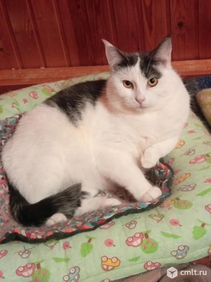 Кот ищет дом. Фото 1.