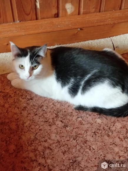 Кот ищет дом. Фото 3.