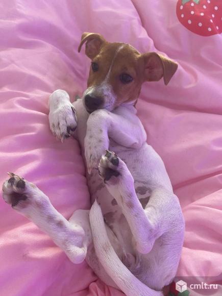 Щенок джек-рассел-терьер, девочка. Фото 1.
