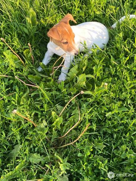 Щенок джек-рассел-терьер, девочка. Фото 3.