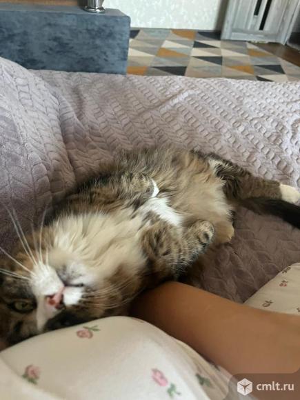 Отдам в добрые руки. Фото 10.