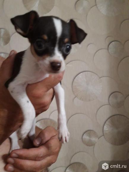 Русский той-терьер. Фото 1.