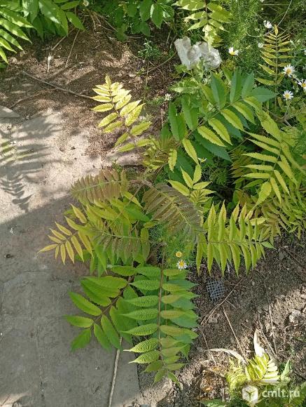 Рябиник рябинолистный. Фото 1.