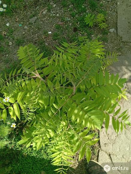 Рябиник рябинолистный. Фото 3.