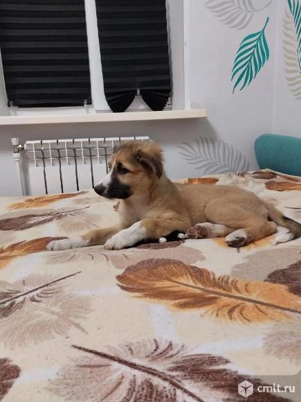 Щенульке нужен дом. Фото 4.
