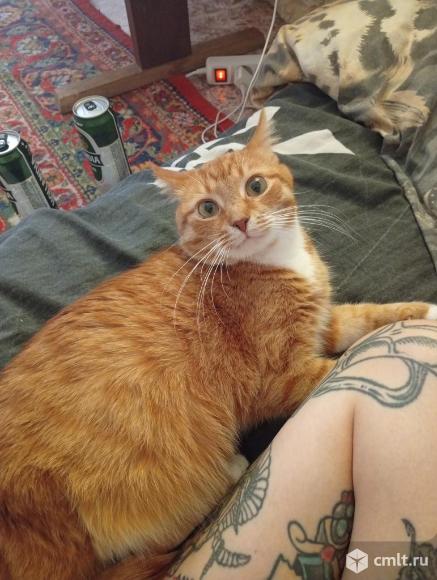 Пропал кот!!!!. Фото 1.