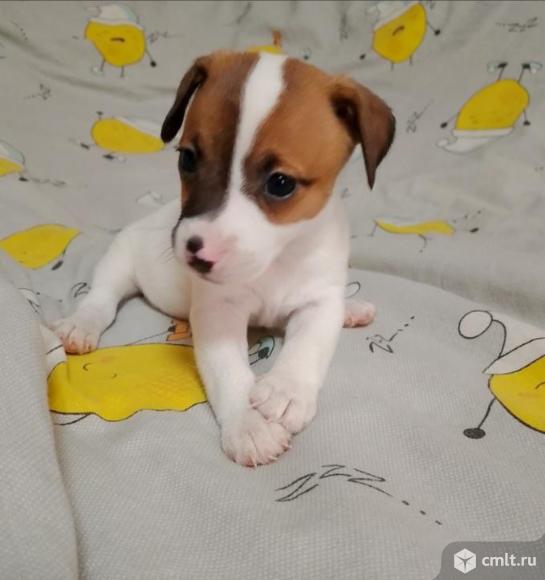 Щенки Джек Рассел. Фото 1.