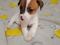 Щенки Джек Рассел. Фото 1.
