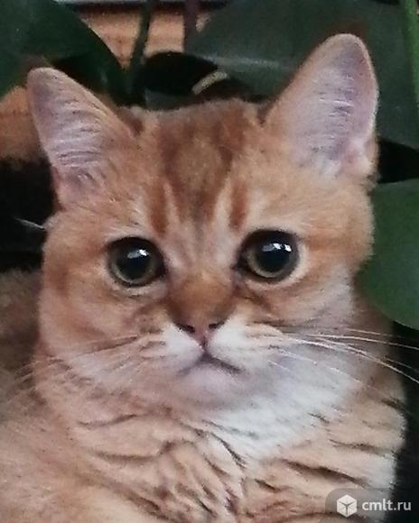 Золотая шиншилла. Фото 1.