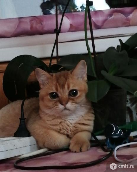 Золотая шиншилла. Фото 2.