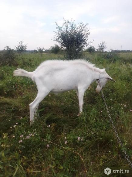 Козёл на племя. Фото 1.