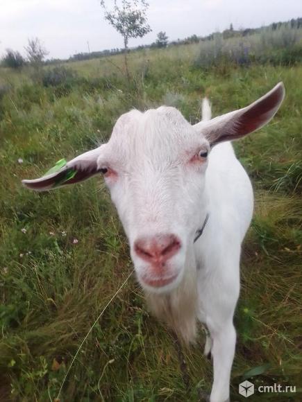 Козёл на племя. Фото 5.