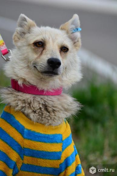 Милая собачка в хорошие руки. Фото 1.