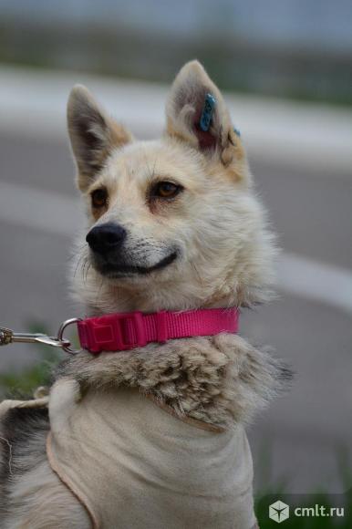 Милая собачка в хорошие руки. Фото 7.