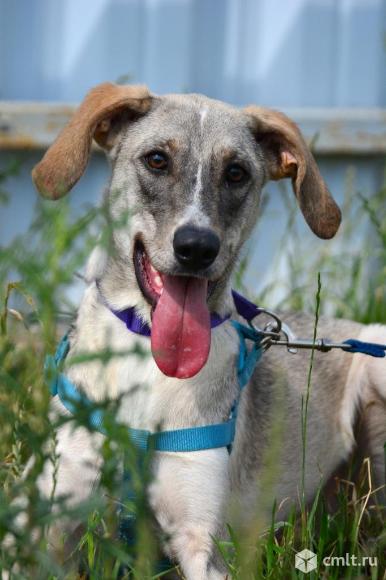 Метис борзой в поисках дома. Фото 1.