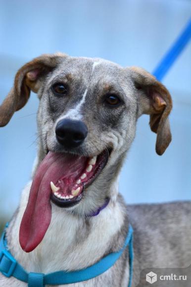 Метис борзой в поисках дома. Фото 7.