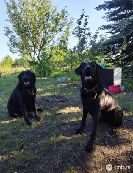 Пропала собака, куплю. Фото 3.