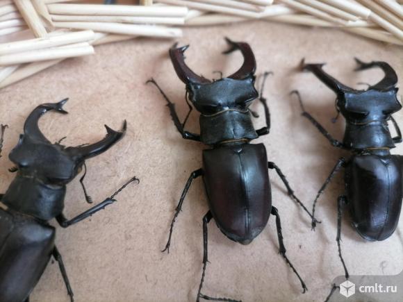 Жук олень засушенный. Фото 1.
