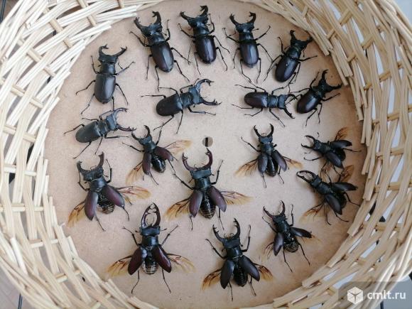 Жук олень засушенный. Фото 4.