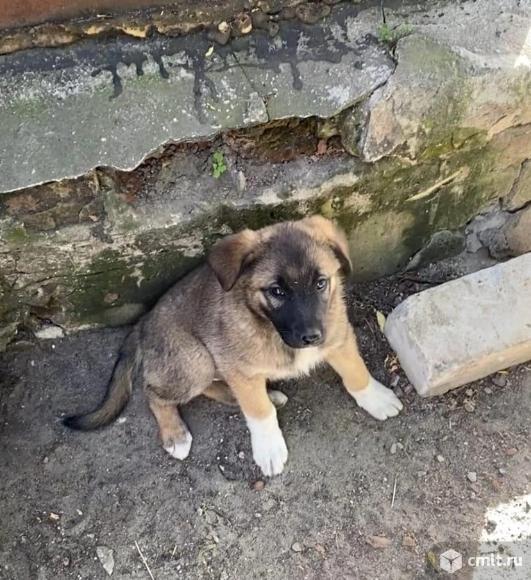 Щенулька Монечка ищет дом. Фото 1.