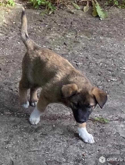 Щенулька Монечка ищет дом. Фото 4.