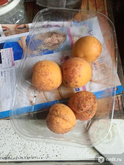 Фрукты недорого. Фото 1.