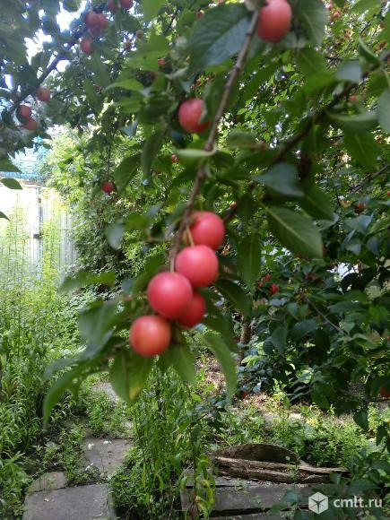 Фрукты недорого. Фото 2.