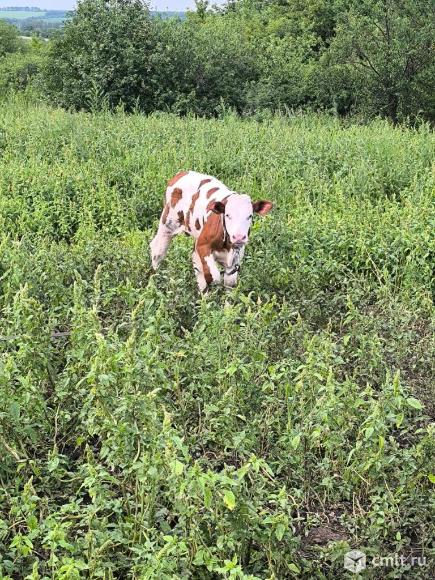 Продам телят(бычков), телок, дойную корову. Фото 1.