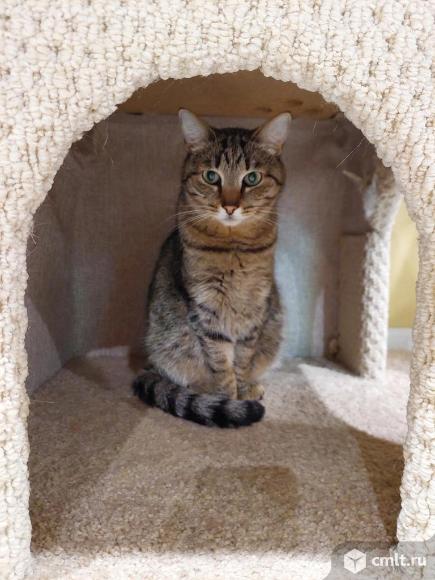 Кошка Николь ищет дом. Фото 1.