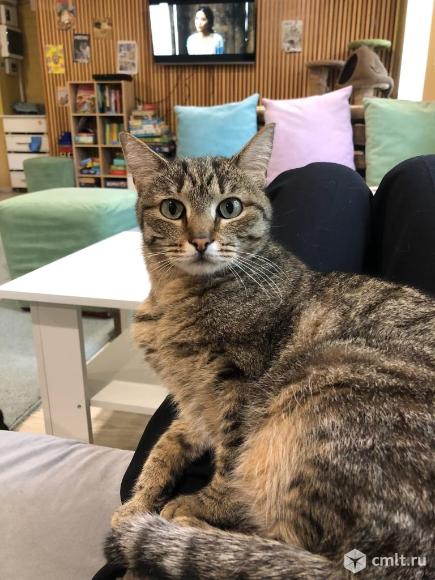 Кошка Николь ищет дом. Фото 4.