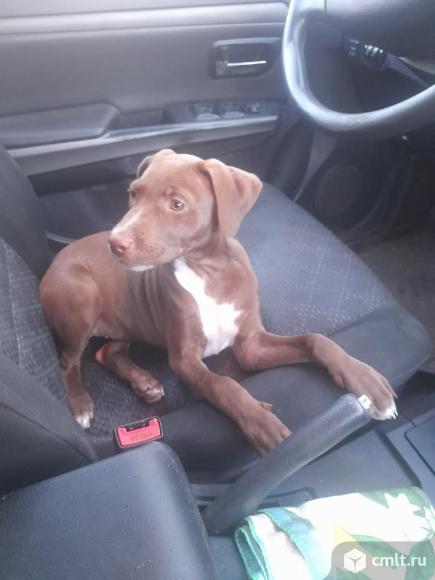 Отдам щенят в хорошие руки. Фото 1.