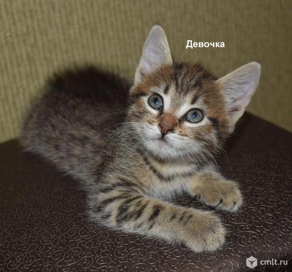 Котёнка в добрые руки. Фото 1.