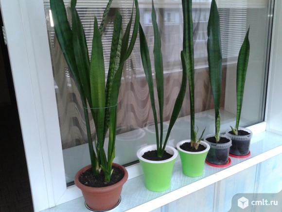 Сансевиерия. Фото 1.